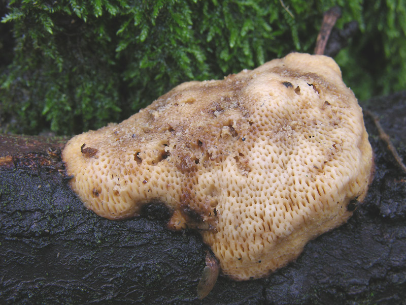 In bosco di Quercus cerris(1) (Dichomitus campestris)